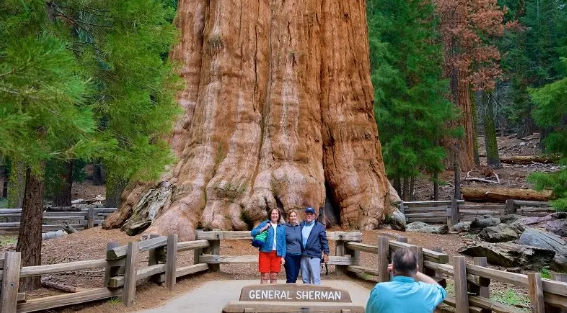 ماجراجویی در میان درختان ردوود و Kings Canyon / سفر به سرزمین غول های سبز