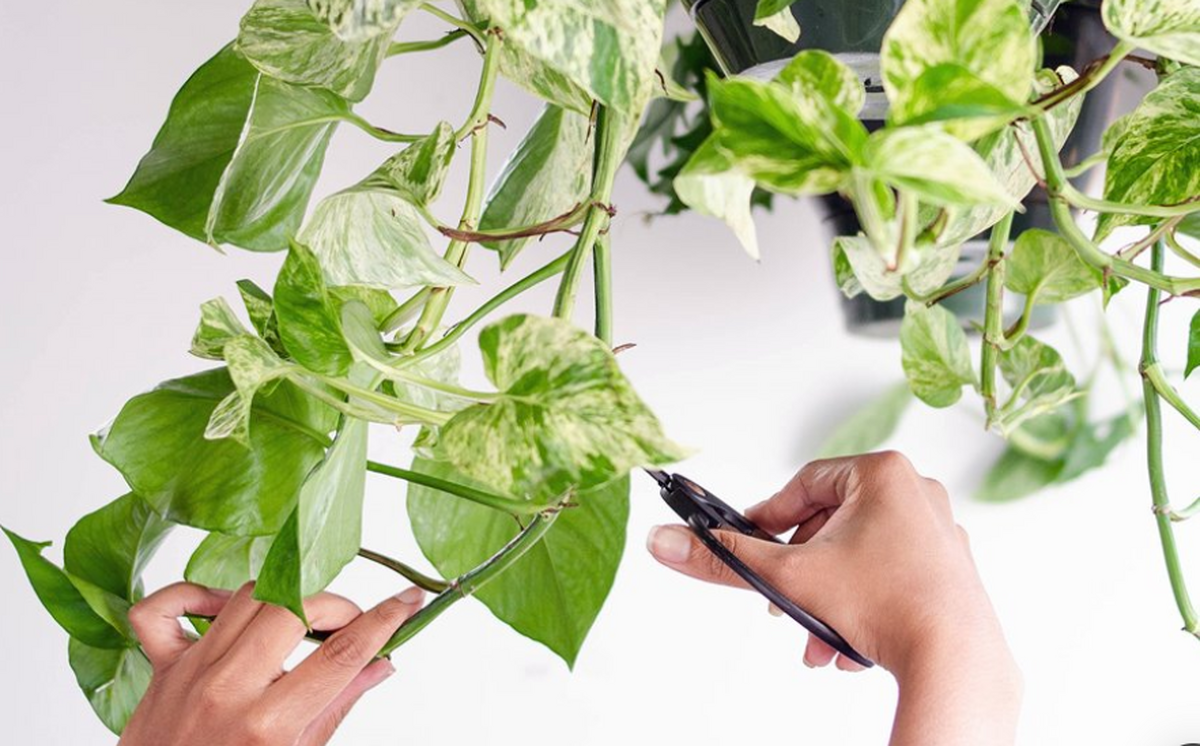 فوت و فن‌های هرس کردن گیاهان آپارتمانی