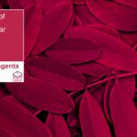 رنگ سال 2023 انتخاب شد Viva Magenta 18 750، نماد قدرت