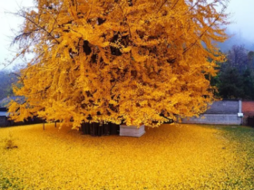 عکس زیباترین درخت 800 ساله جهان در کره جنوبی است