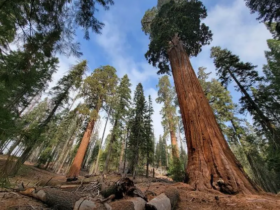 ماجراجویی در میان درختان ردوود و Kings Canyon سفر