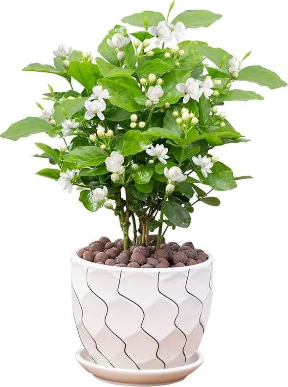 5 گیاه داخلی با رایحه فوق العاده برای معطر کردن طبیعی محیط های خانه
