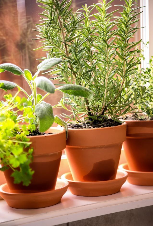 5 گیاه داخلی با رایحه فوق العاده برای معطر کردن طبیعی محیط های خانه