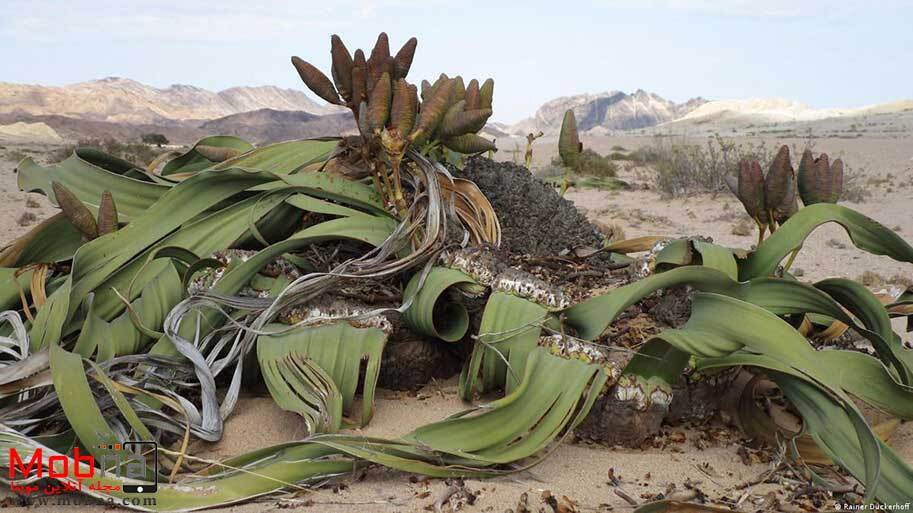 Villuccia mirabilis یا شیطان صحرا؛  درباره زشت ترین گیاه دنیا!