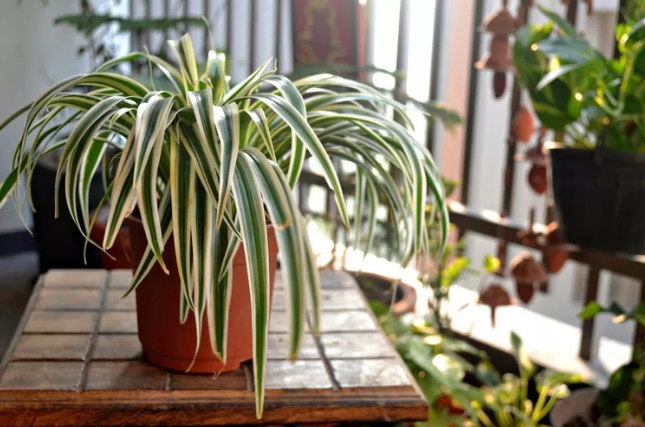 8 گیاه آپارتمانی زیبا که می توانند در هر آشپزخانه ای رشد کنند