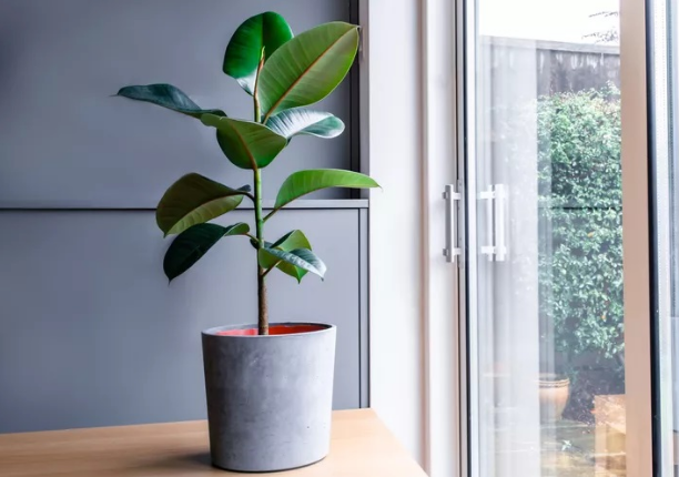 8 گیاه آپارتمانی زیبا که می توانند در هر آشپزخانه ای رشد کنند
