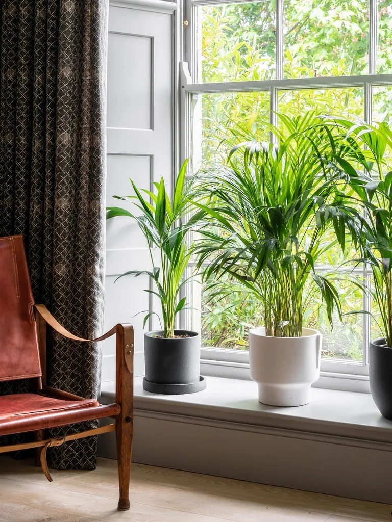 (تصاویر) خلاقانه ترین ایده ها برای چیدمان گیاهان آپارتمانی