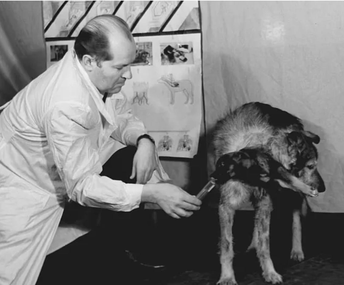 نگاهی به آزمایش های ترسناکی که دانشمندان اتحاد جماهیر شوروی روی حیوانات انجام دادند