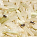 3 روش تضمینی برای از بین بردن حشرات برنج