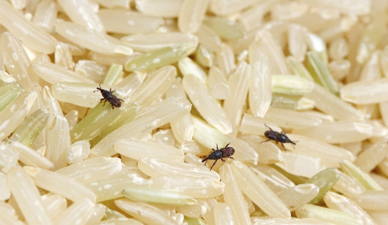 3 روش تضمینی برای از بین بردن حشرات برنج