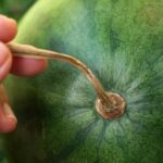 4 روش علمی برای تشخیص هندوانه از آبدار، شیرین و