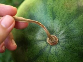 4 روش علمی برای تشخیص هندوانه از آبدار، شیرین و