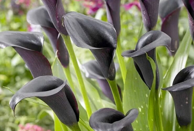 تصاویر 10 گل سیاه محبوب در جهان