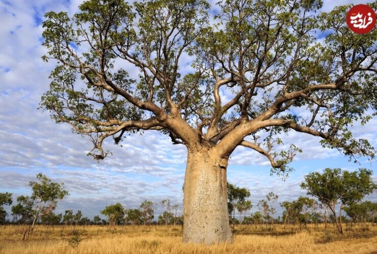 تصاویر درختانی با نمادهای مرموز در صحرای استرالیا