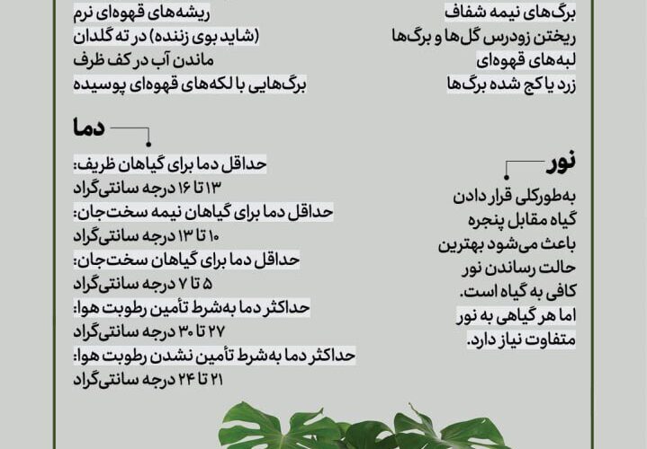 رشد انفجاری پتوس برای رشد انفجاری گیاهان چه باید