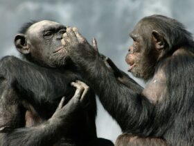 شامپانزه‌ها جنگ و ظلم را به انسان‌ها آموختند!