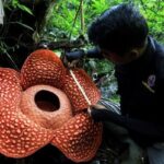 (عکس) بزرگترین گل جهان در خطر انقراض