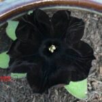 عکس سیاه ترین گل دنیا