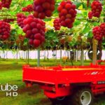 ویدئو روند کشت و برداشت گران ترین انگور جهان در