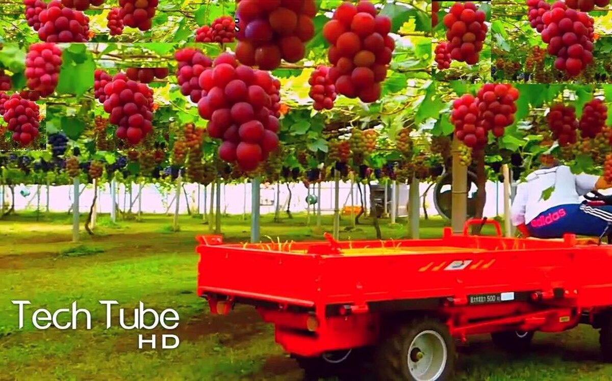 ویدئو روند کشت و برداشت گران ترین انگور جهان در