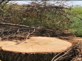 (ویدئو) چگونگی قطع بزرگترین درختان جهان