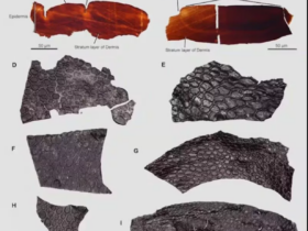 کشف قدیمی ترین پوست فسیل شده با قدمت ۲۸۶ میلیون
