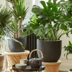گیاهان آپارتمانی مفید برای سلامتی؛ فواید گیاهان آپارتمانی که نمی‌دانستید!