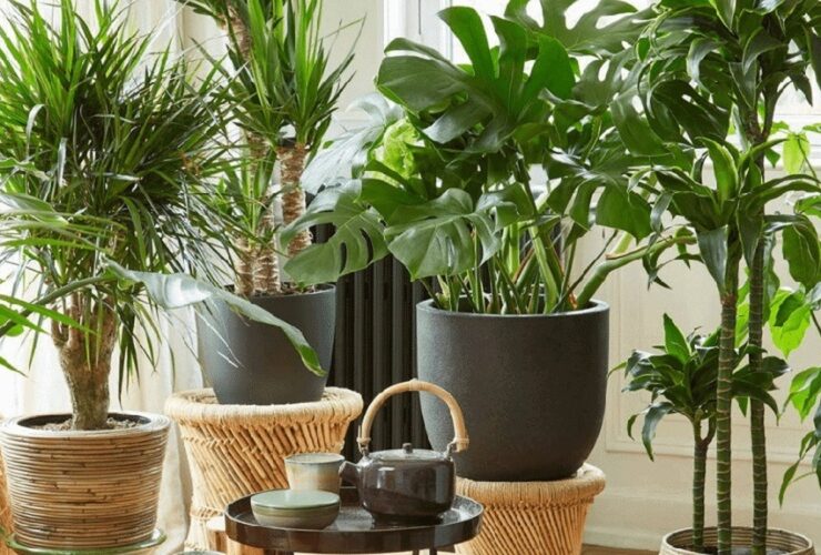 گیاهان آپارتمانی مفید برای سلامتی؛ فواید گیاهان آپارتمانی که نمی‌دانستید!