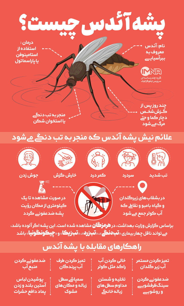 هر آنچه باید در مورد پشه آئدس و بیماری دنگی بدانیم / پیشگیری و درمان چیست؟