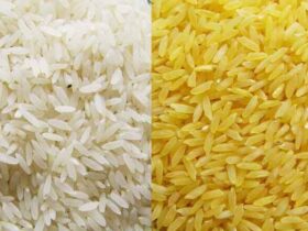آیا برنج طلایی تراریخته وارد کشور شده است؟