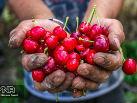 اثرات مصرف گیلاس بر بدن خواص درمانی و مضرات