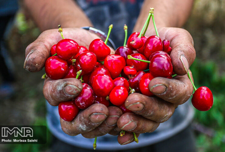 اثرات مصرف گیلاس بر بدن خواص درمانی و مضرات