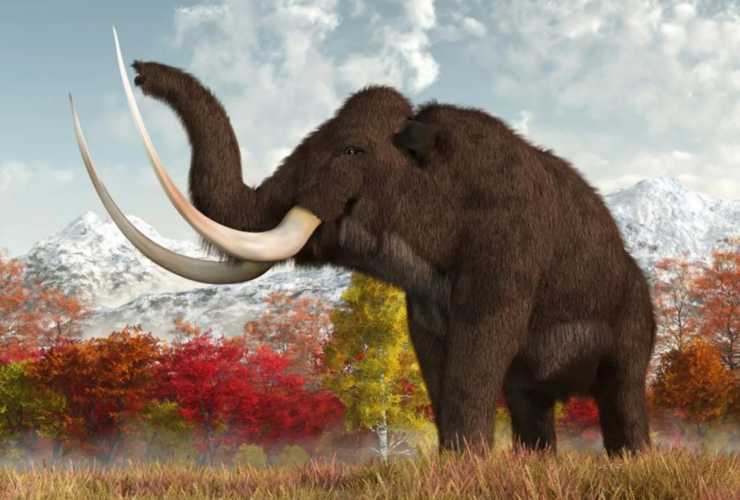 دلیل اصلی انقراض ماموت ها آخرین فیل غول پیکر چگونه
