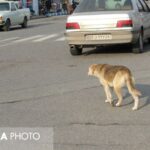 نیاز به تجویز بیش از 300000 سرم ضد هاریجمع آوری