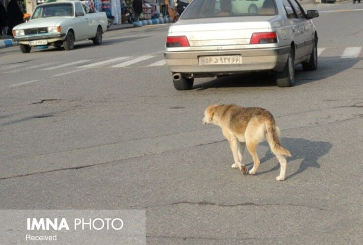 نیاز به تجویز بیش از 300000 سرم ضد هاریجمع آوری