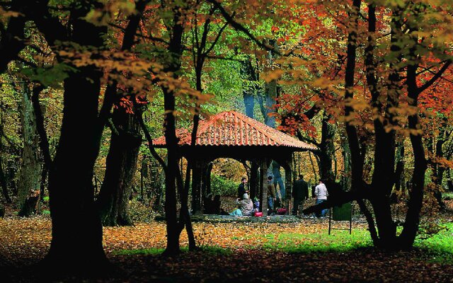 زیباترین و باشکوه ترین جنگل ایران در پاییز امسال عروس جنگل های شمال را در فصل هزار رنگ ببینید آسان ترین راه برای رسیدن به النگدره