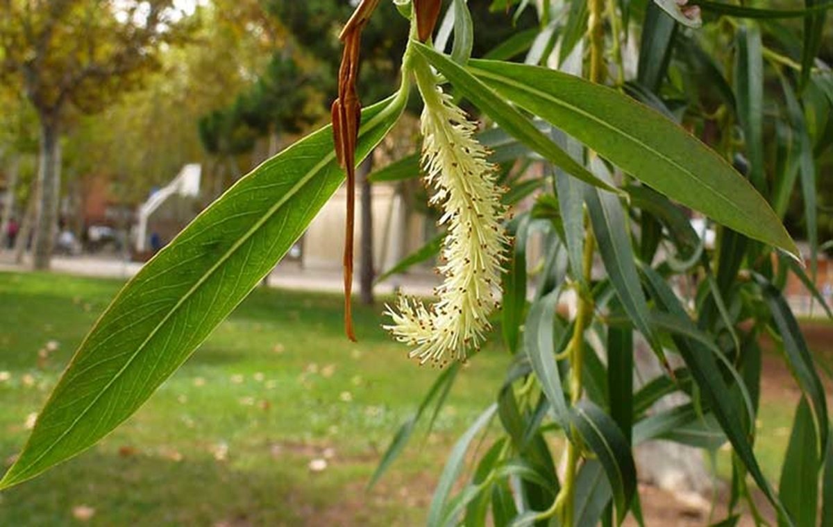 خواص ریشه بیدمشک