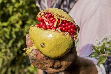 بهترین زمان مصرف انار را می دانید انار سرد