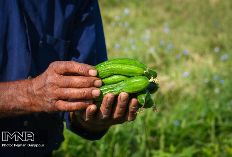 پایش 8 محصول خام کشاورزی توسط سازمان غذا و دارو 26 پایش 8 محصول خام کشاورزی توسط سازمان غذا و دارو