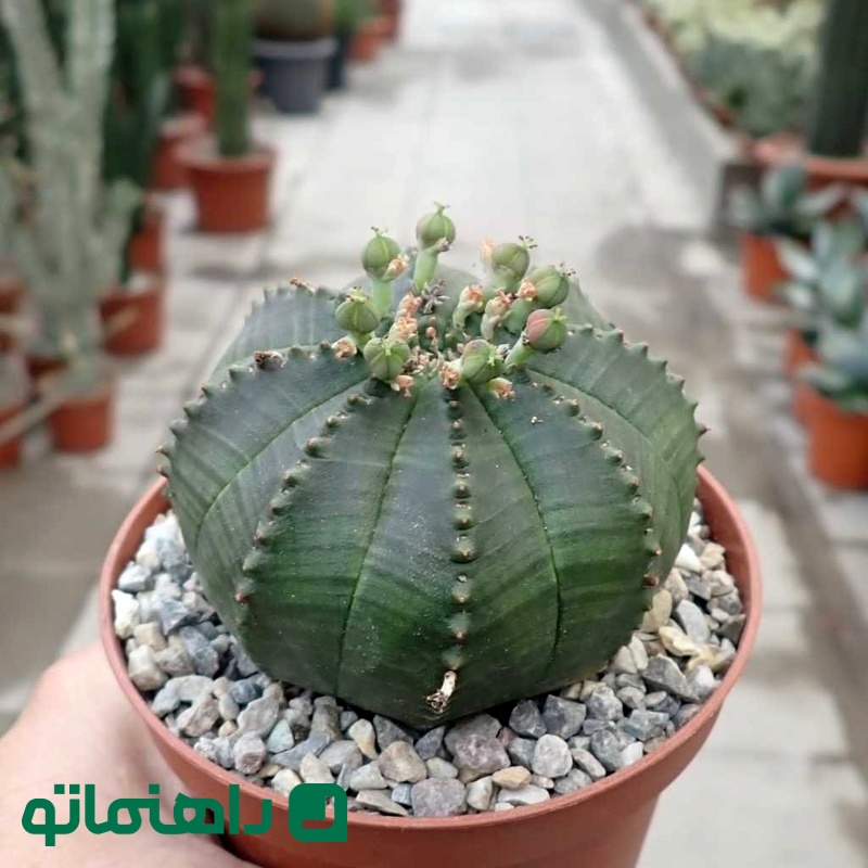 گیاه Euphorbia obes