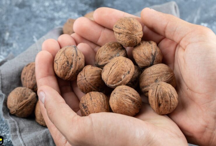 چگونه می توانم گردوی چینی را از گردوی ایرانی تشخیص