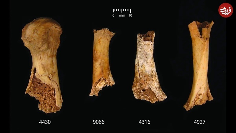 بریدن زبان و جویدن استخوان؛ ترسناک ترین کشف ماقبل تاریخ بریتانیا