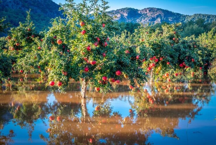 از تفل تا حافظ در روز پنجشنبه 8 دی 1403