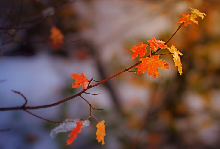 از تفل تا حافظ روز دوشنبه 28 دی 1403 احمدالله