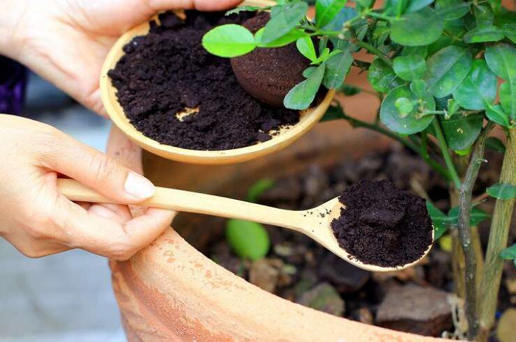 برگ های چای را دور نریزید فواید برگ چای