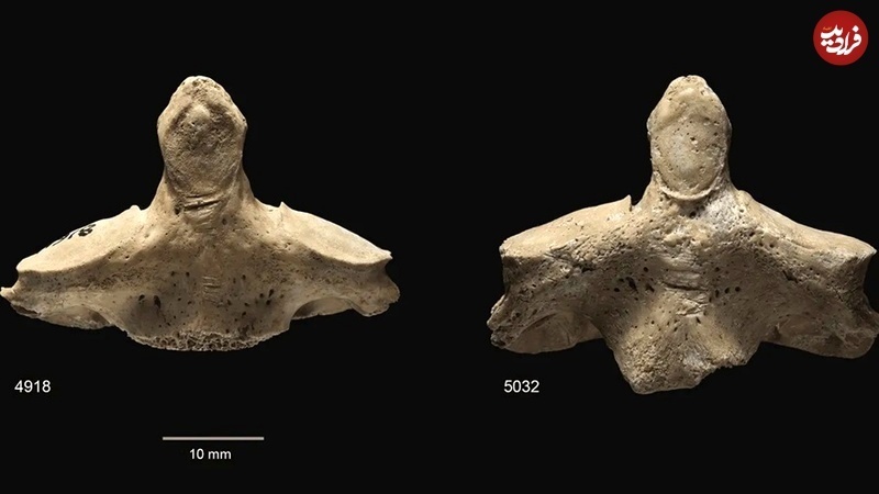 بریدن زبان و جویدن استخوان؛ ترسناک ترین کشف ماقبل تاریخ