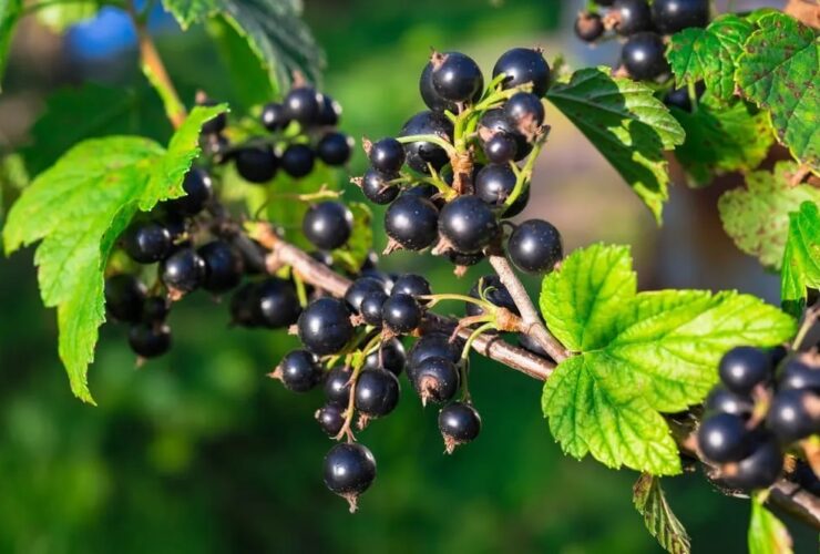 خال مخالی سیاه و اثر معجزه آسای آن در بهبود