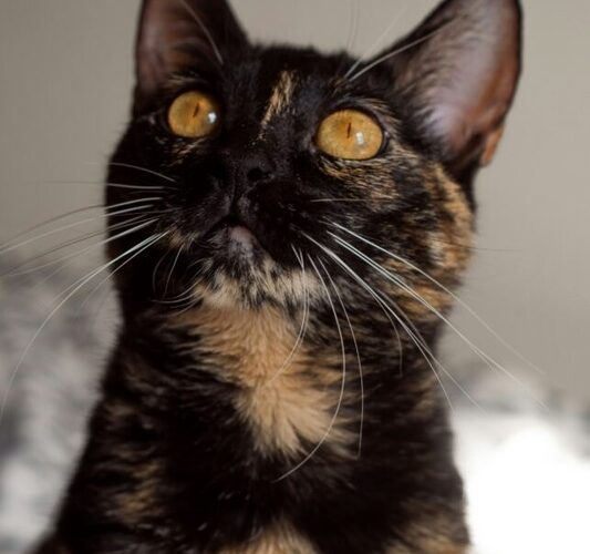 راز گربه های نارنجی پس از 110 سال کشف شد