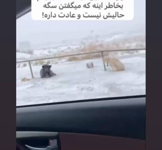 هشدار برای حیوانات ولگرد از پریناز ایزدیار
