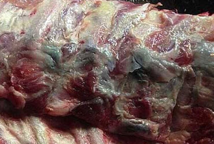 چگونه بفهمیم گوشت فاسد شده است؟